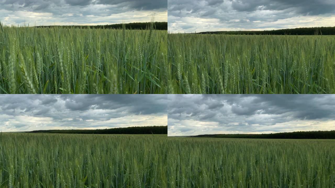 农业景观谷物植物特写青麦高视角