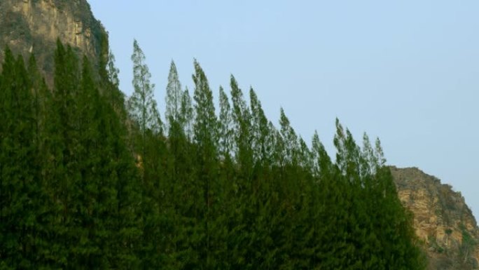 松叶林，绿色自然，绿叶山背景。