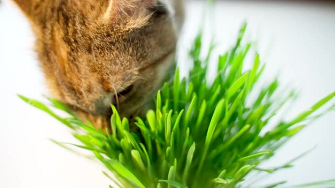 猫在明亮的背景上吃新鲜的绿草。