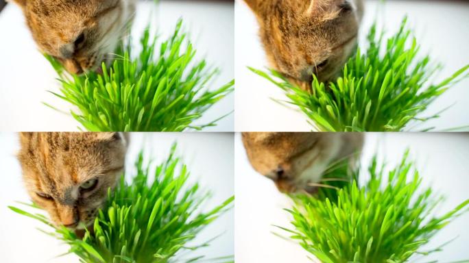 猫在明亮的背景上吃新鲜的绿草。