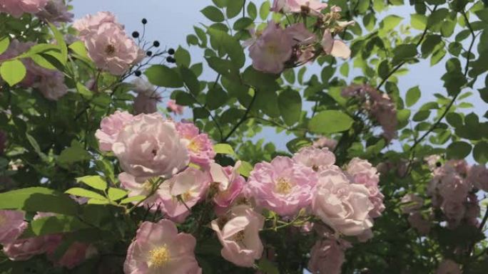 在春暖花开的季节，在阳光明媚的日子里看着粉红色的玫瑰花