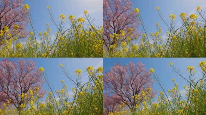 油菜花和樱花在风中摇曳