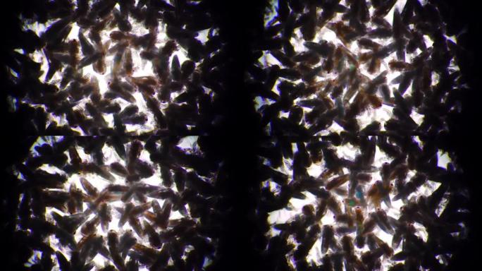 artemia salina无节幼体的拥挤群体正在快速移动并拍打着翅膀