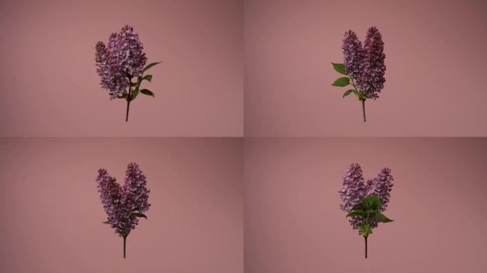 丁香花。孤立的丁香花绕垂直轴旋转的视频。花漂浮在空中。