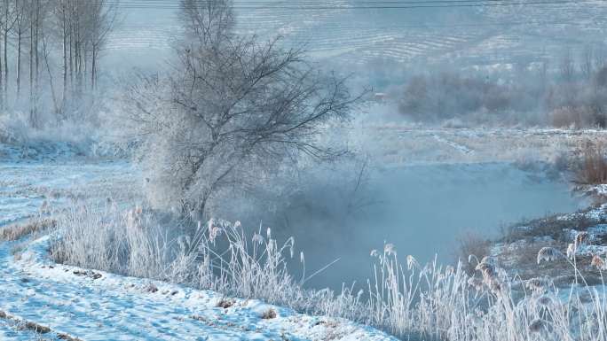 冬季雾凇芦苇航拍