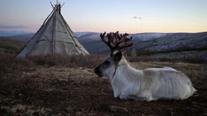 冬季蒙古帐篷附近的驯鹿