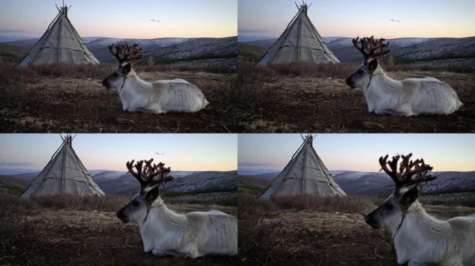 冬季蒙古帐篷附近的驯鹿