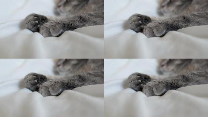 白色床上的灰色猫爪。