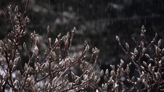 循环实际降雪中的木兰树