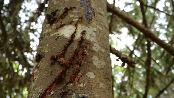 森林阿尔泰自然保护区kedar上的熊爪痕迹