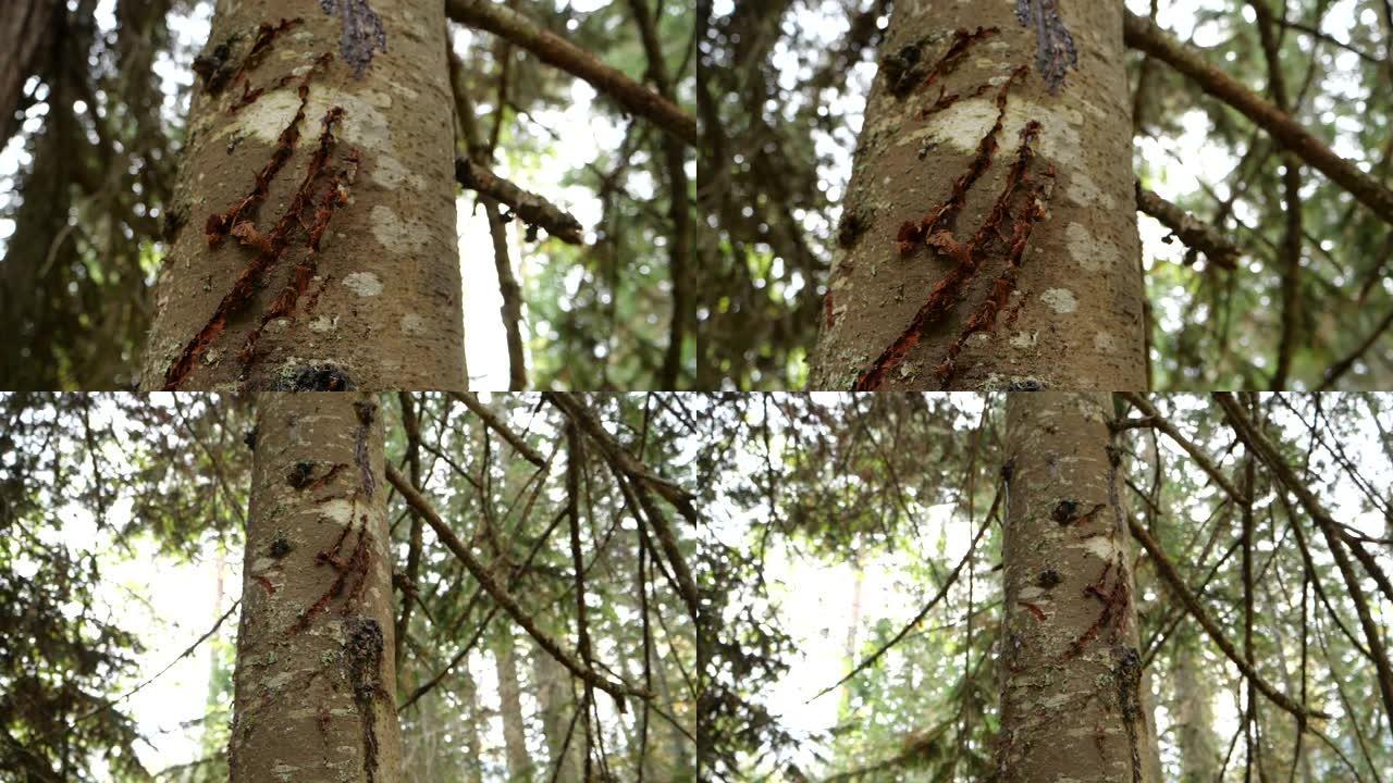 森林阿尔泰自然保护区kedar上的熊爪痕迹