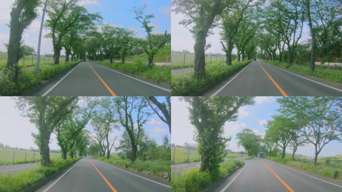 横滨郊区的道路，新鲜的绿色是美丽的