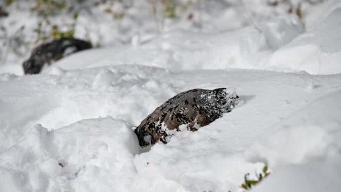 岩石雷鸟在雪山觅食有趣