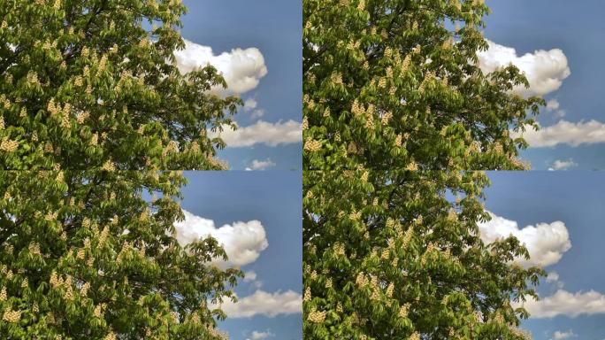 盛开的栗树特写空镜植物植被