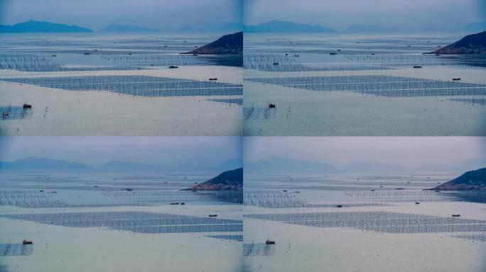 延时: 中国福建霞浦的海藻养殖。