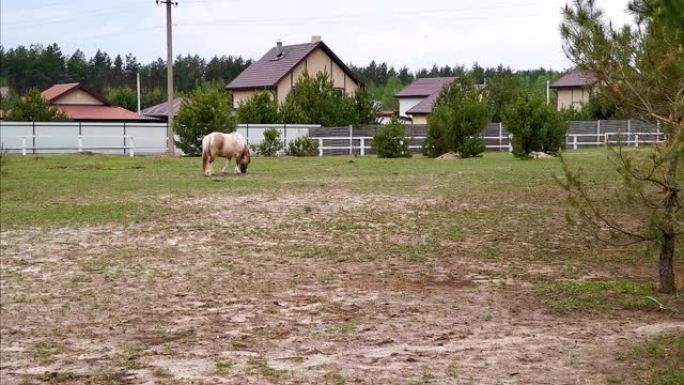 小马在牧场围栏后面的私人住宅背景上。有问题概念的人的海马疗法。牧场概念。2020年3月。乌克兰基辅。