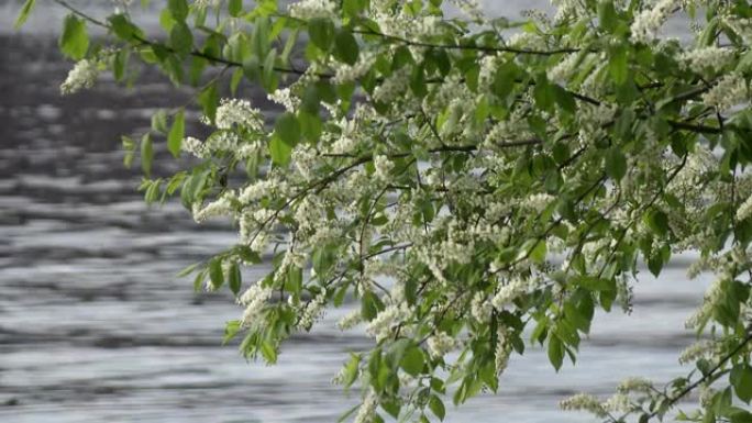 盛开的鸟樱桃树束，白花绿叶，在阳光明媚的春天里，在森林湖泊的背景下，多莉变焦