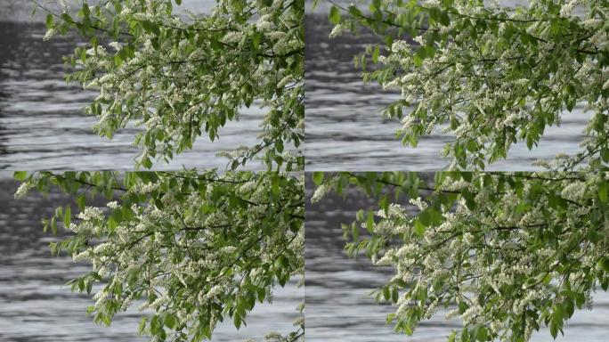 盛开的鸟樱桃树束，白花绿叶，在阳光明媚的春天里，在森林湖泊的背景下，多莉变焦