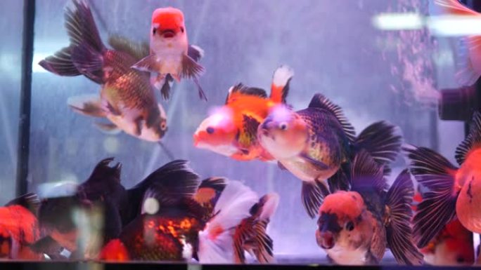 异国装饰水族馆中热带鱼的多样性。查图恰克鱼市场宠物店的分类。摊位上展示的彩色宠物特写。柜台上出售的品