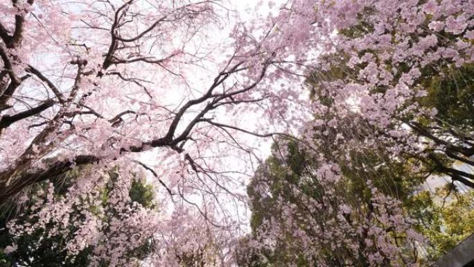 看大花樱桃树的花朵，花海时间结束