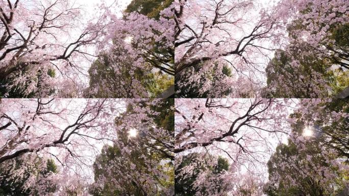 看大花樱桃树的花朵，花海时间结束