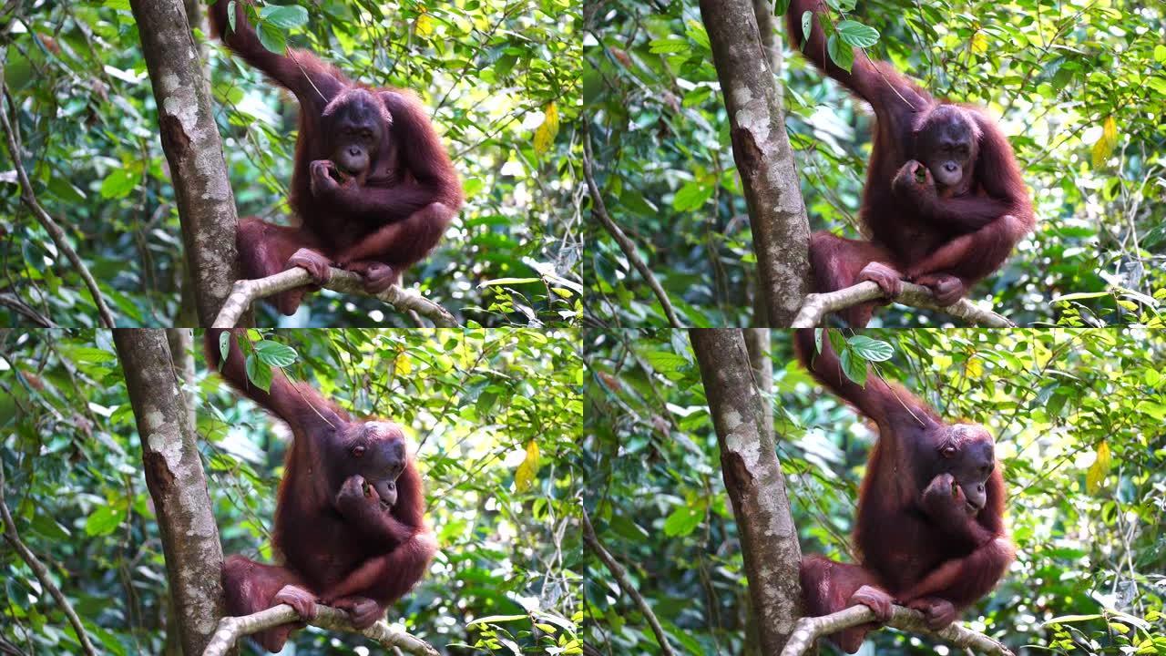 马来西亚婆罗洲雨林中的野生猩猩。自然界中的猩猩