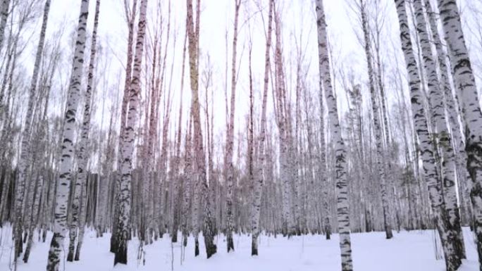 冬日的桦树林