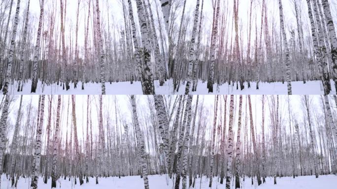 冬日的桦树林