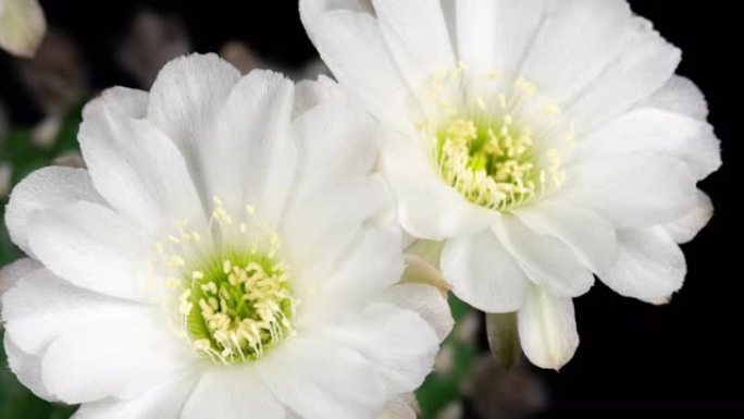 盛开的仙人掌开放的白色彩色花朵延时