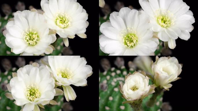 盛开的仙人掌开放的白色彩色花朵延时