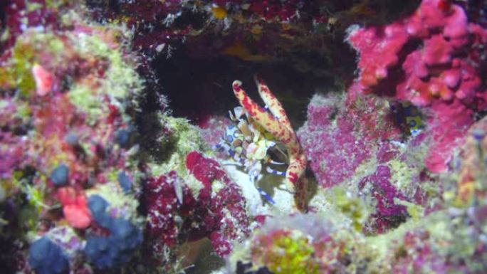 丑角虾抓住海星吃午餐