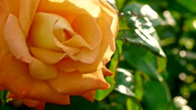 在4k DCI特写镜头中，植物园里的黄玫瑰盛开的灌木丛。花园中嫩嫩的花朵淡黄色玫瑰