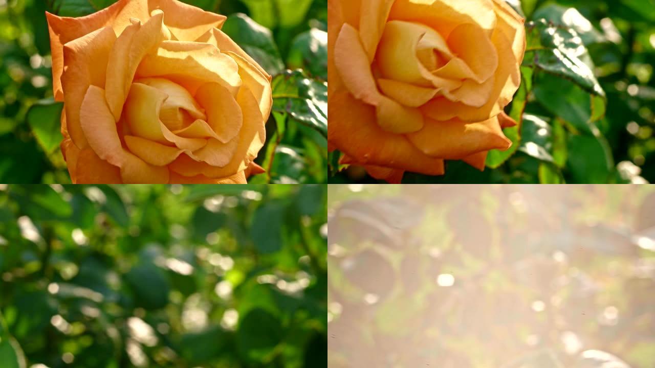 在4k DCI特写镜头中，植物园里的黄玫瑰盛开的灌木丛。花园中嫩嫩的花朵淡黄色玫瑰