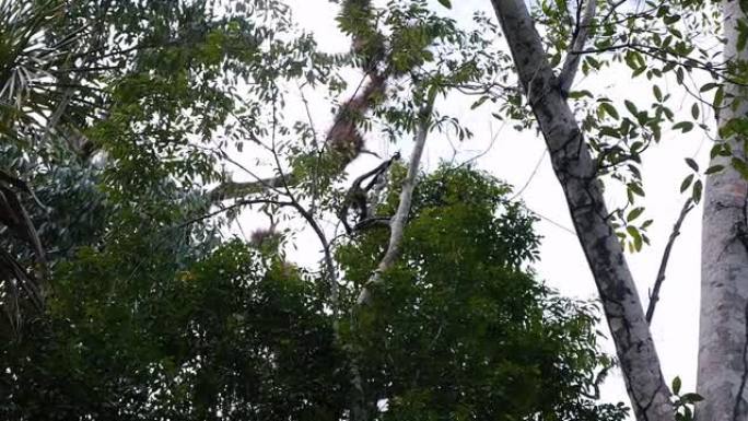 蜘蛛猴在树上移动
