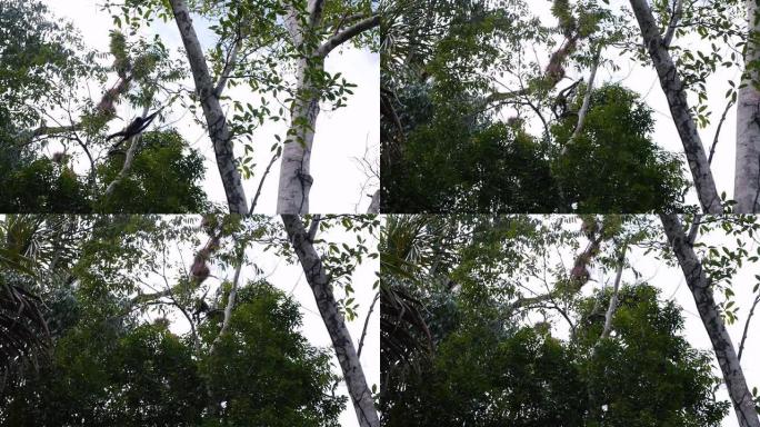 蜘蛛猴在树上移动