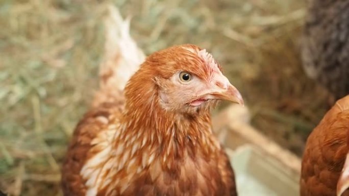 家乡农场的红发鸡特写镜头。禽蛋和肉产品的家畜鸡