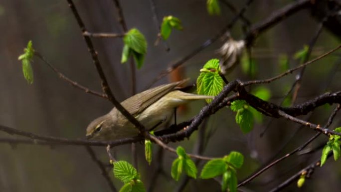 鸟类常见的鸡糠 (Phylloscopus collybita) 跳到树枝上，吃昆虫幼虫阳光明媚的春