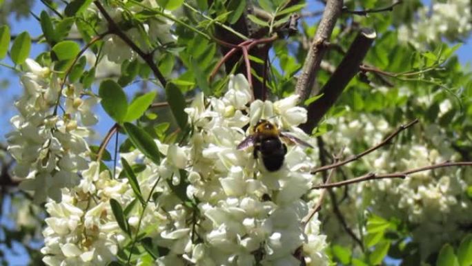 日本。五月。春天。以白色相思花为食的大黄蜂。