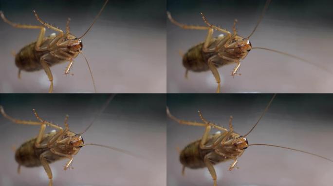 肮脏的昆虫蟑螂在玻璃上爬行宏观拍摄特写