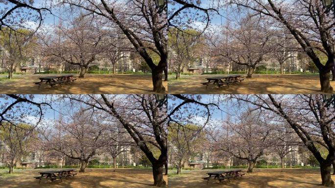 日本公园樱花盛开，东京景观