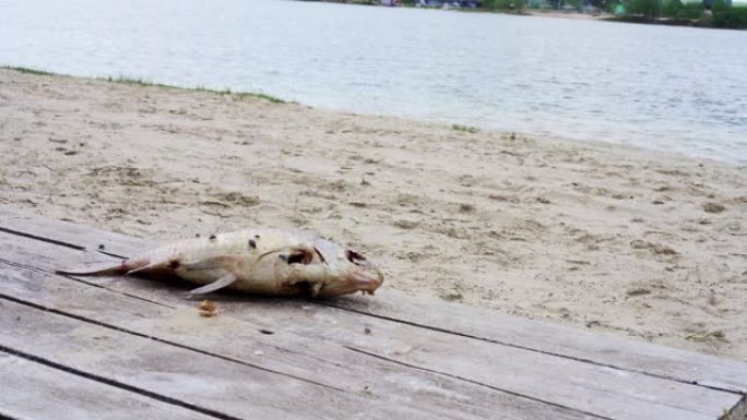 死鱼躺在湖边的岸边码头，臭气熏天的苍蝇。
