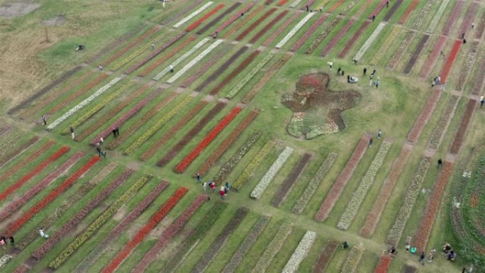 郁金香花卉农场公园