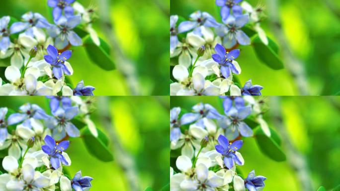 木质素在花园中绽放的蓝色白色花朵