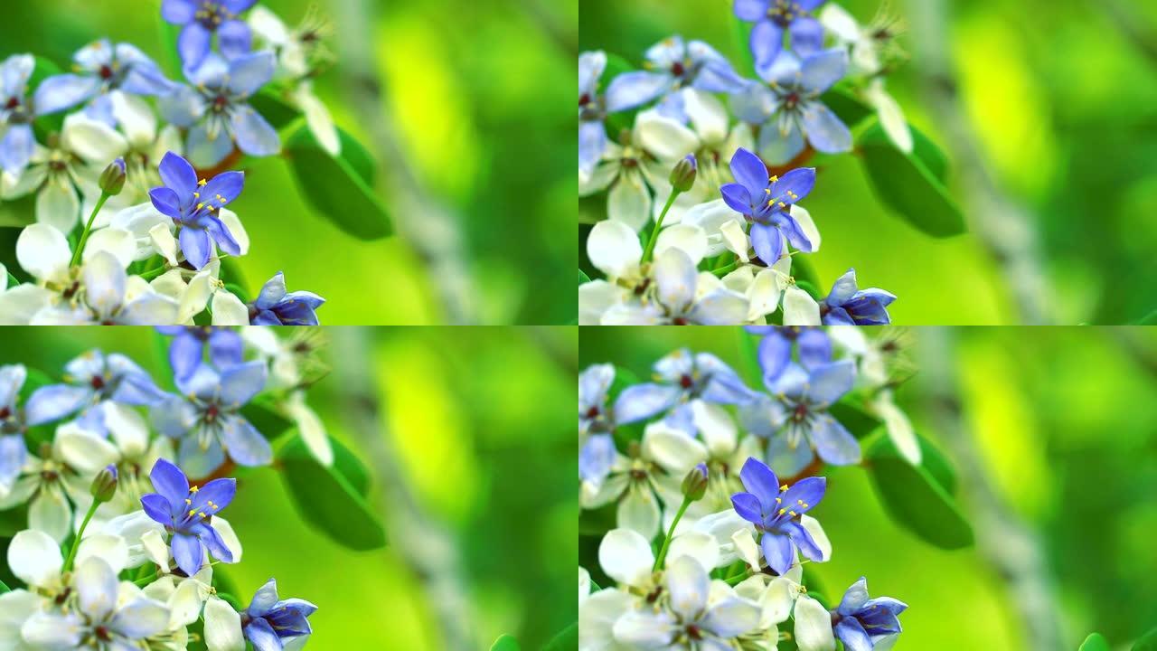 木质素在花园中绽放的蓝色白色花朵