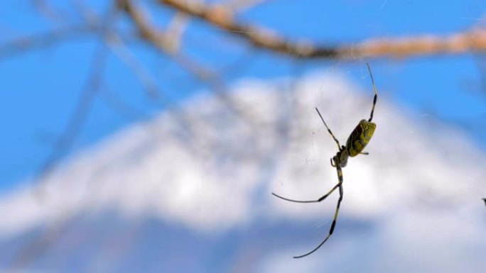 日本富士树上的一只绿色蜘蛛挂在网上