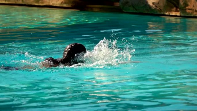 黑发小女孩正在游泳池里潜水游泳