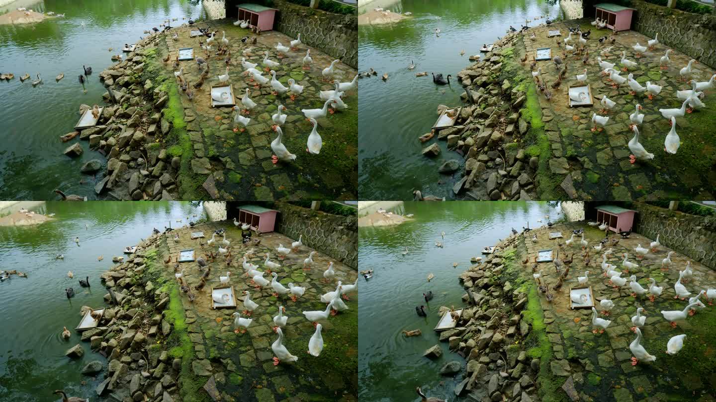 农村河边养鸭养鹅 鸭子大白鹅