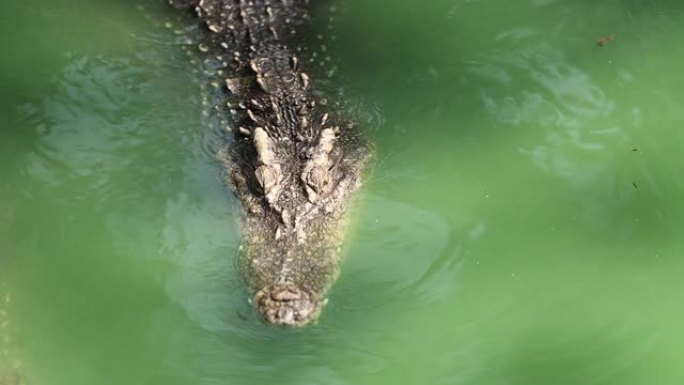 暹罗淡水鳄鱼在水中，该物种已濒临灭绝，并已从许多地区灭绝。暹罗淡水纹理皮肤的特写。