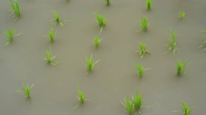 水稻种植后美丽乡村图片