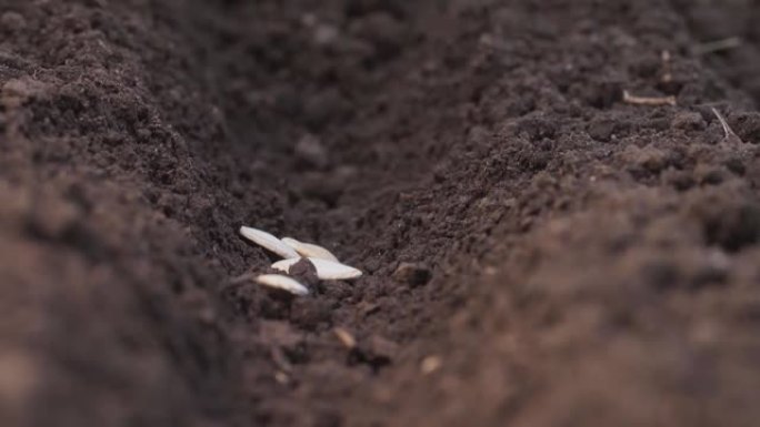 农民手工在土壤中种植种子。谷物慢慢掉落在地面上